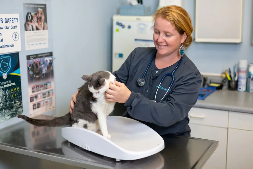 Veterinarian examining a gray and white cat in the clinic